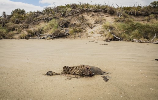 Rakiura Southern Circuit Trip Report