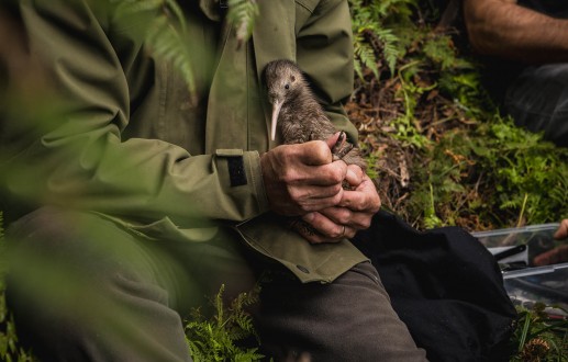 The Capital Kiwi Project